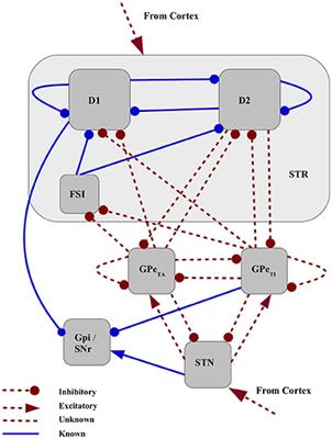 Homologous Basal Ganglia Network Models in Physiological and Parkinsonian Conditions